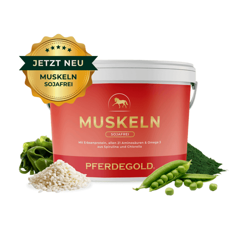 Der Pferdegold Muskeln 2.0 Sojafrei Ergänzungsbecher mit grünen Erbsen, Reis, Spirulina und Chlorella ist das ideale Pferdefutter zur Unterstützung starker Pferdemuskeln.