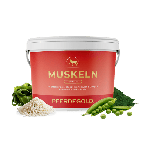 Ein roter Behälter mit dem Nahrungsergänzungsmittel „Pferdegold Muskeln 2.0 Sojafrei“, umgeben von Erbsen, Seetang, Spirulina und Reis – ideal zur Förderung kräftiger Pferdemuskeln und zur Versorgung mit hochwertiger Pferdenahrung.