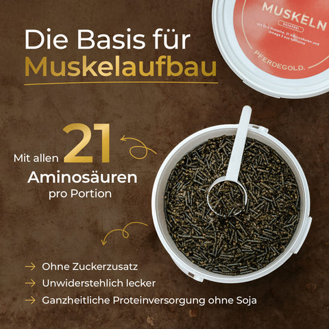 Eine Dose Pferdegold Muskeln 2.0 Sojafrei Proteinpellets mit einem Messlöffel, mit 21 Aminosäuren für den Muskelaufbau in deutscher Sprache - perfekt für den Muskelaufbau bei Pferden.
