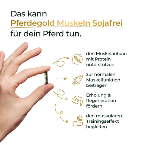 Hand hält Futterkapsel; Pfeile zeigen Vorteile für Pferde: Muskelaufbau mit Pferdegold Muskeln 2.0 Sojafrei, bessere Funktion, schnellere Regeneration, optimaler Trainingseffekt durch hochwertiges Pferdefutter.
