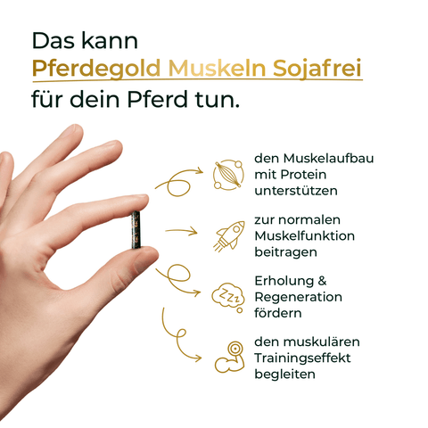 Hand hält Kapsel; Text erklärt, wie Pferdegold Muskeln 2.0 Sojafrei als sojafreies Pferdefutter gezielt den Muskelaufbau von Pferden unterstützt und beim Training fördert.