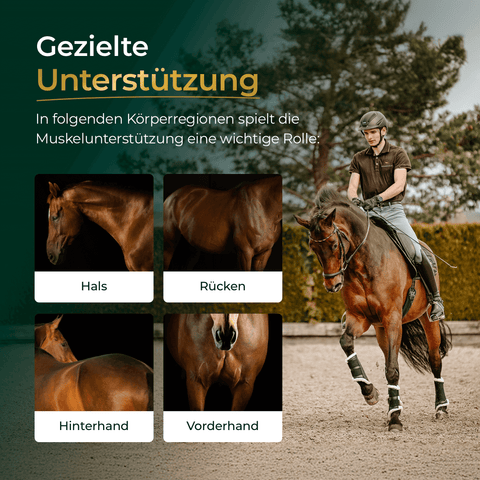 Eine Frau reitet auf einem braunen Pferd; vier Nahaufnahmen seines Körpers unterstreichen den Muskelaufbau Pferd und zeigen, wie Pferdegold Muskeln 2.0 Sojafrei die Muskelgesundheit mit hochwertigem, sojafreiem Pferdefutter unterstützt.