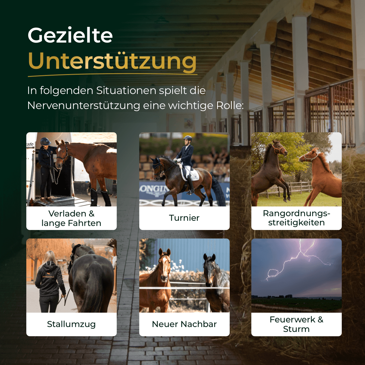 Sechs Bilder von Pferden in verschiedenen Situationen wie Transport, Wettkampf und Sturm - ideal, um zu zeigen, wann Pferdegold Nerven+ mit Tryptophan zur Beruhigung und Unterstützung der Nerven für Pferde gebraucht wird.