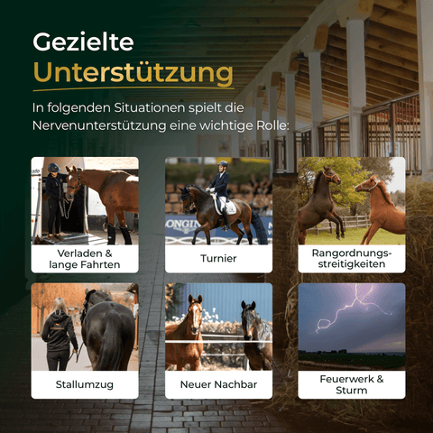 Sechs Anwendungsszenarien für die Nervenunterstützung bei Pferden mit Pferdegold® Nerven+ Nachfüller 3für2: Transport, Turniere, Streitigkeiten, Stallwechsel, neue Nachbarn sowie Feuerwerk/Gewitter.