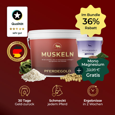 Zwei Pferdegold Sport Balance Bundle 36% Becher mit grünem Pulver und Körnern, Rabattmarke und Vorteilssymbolen auf rotem Hintergrund - perfekt für den Muskelaufbau Pferd aufgrund seiner Magnesium Pferd-reichen Formel.