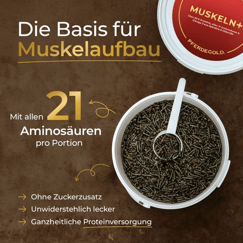 Ein weißer Behälter mit Pferdegold® Sport Balance Deluxe-Futterpellets mit Messlöffel, die 21 Aminosäuren enthalten, um den Muskelaufbau zu unterstützen.