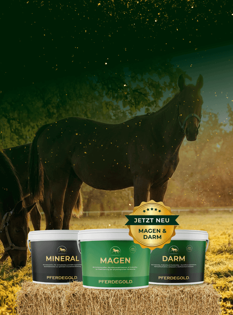 Unterstütze dein Pferd

während der

  Weidesaison

