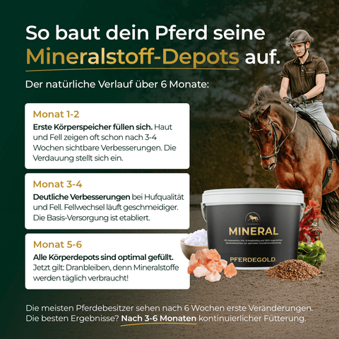 Ein braunes Pferd steht mit einem Reiter im Bild; es werden Informationen zu Ergänzungsfuttermitteln zur Verbesserung der Pferdegesundheit über einen Zeitraum von 6 Monaten angezeigt, wobei die Bedeutung von „Weidewechsel“ von Pferdegold® und einer optimalen Nährstoffversorgung durch Produkte wie „Darm Mineral“ hervorgehoben wird.